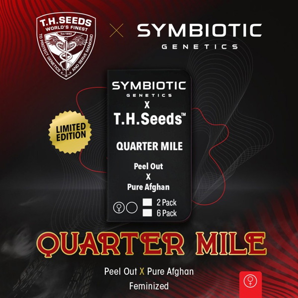 Quarter Mile feminizada de T.h. Seeds