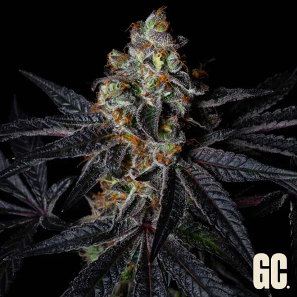 Rainbow Apples feminizada de Grand Cru Genetics