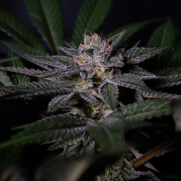 Rainbow Flakes feminizada de Positronics Seeds