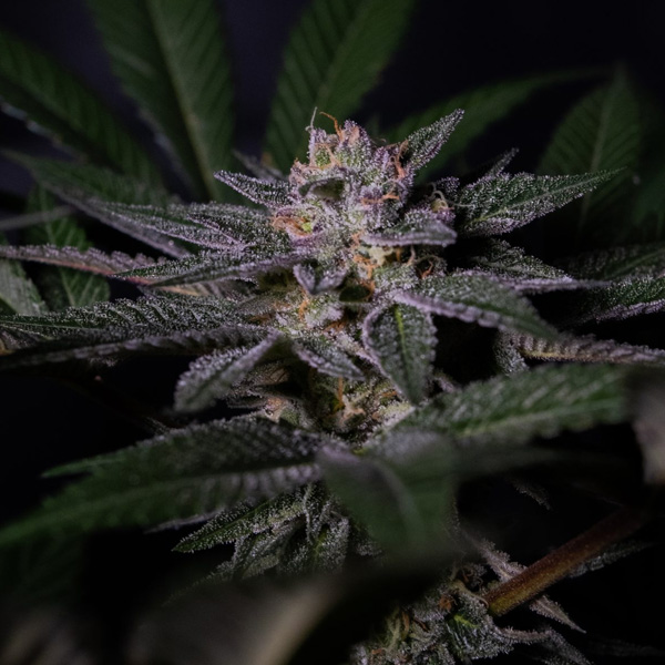 Rainbow Flakes feminizada de Positronics Seeds