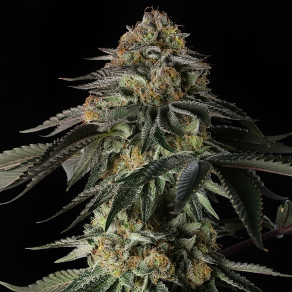Rainbow Gas feminizada de Silent Seeds
