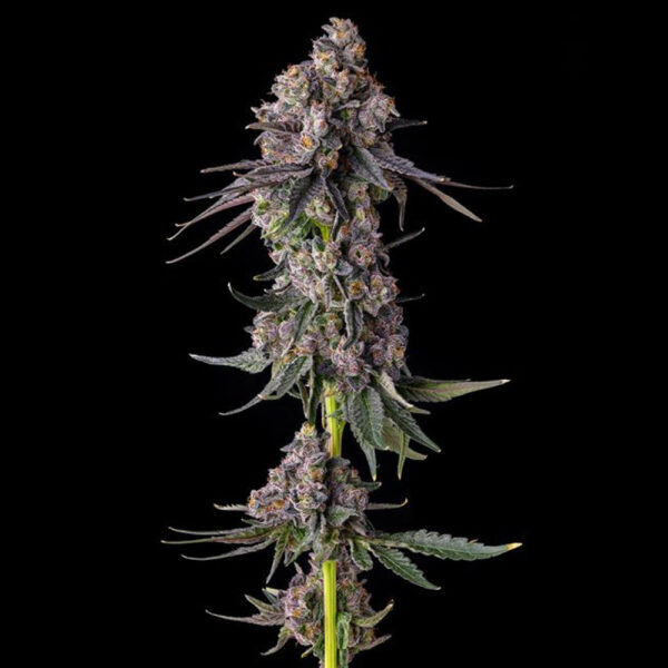 Rainbow Guave : Rainbow Guava X Pave feminizada de Compound Genetics