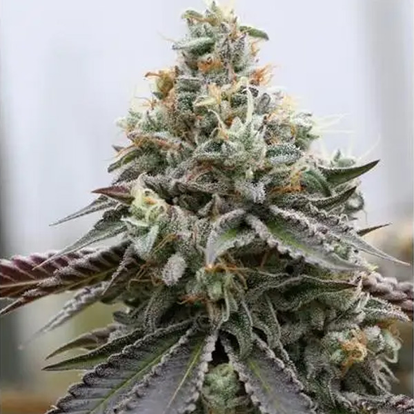 Rainbow Sherbert X Spritzer feminizada de Vision Seeds