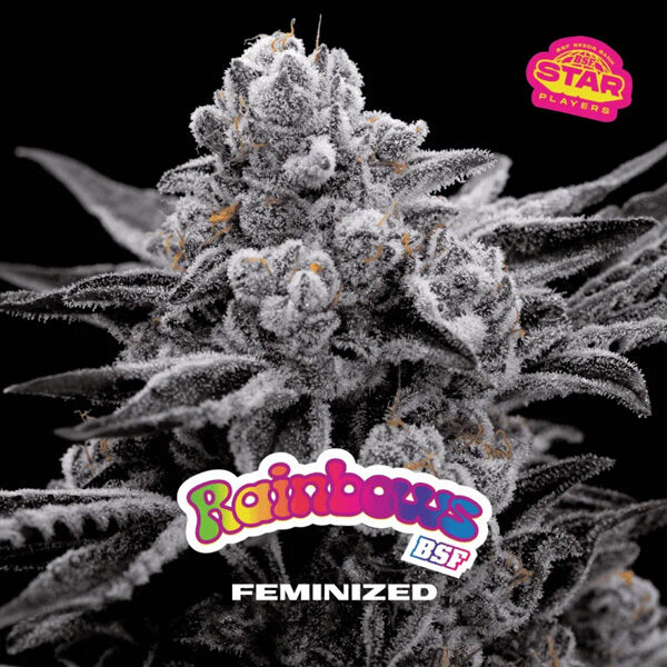 Rainbows feminizada de Bsf Seeds