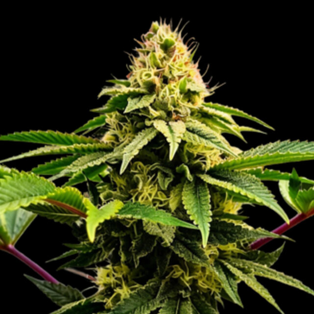 Rasjelly Pamqueen feminizada de Grateful Seeds