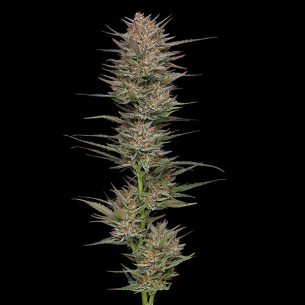 Raspberry Parfait feminizada de Humboldt Seeds Company
