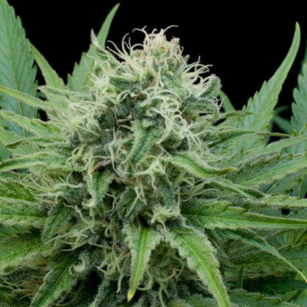 Raw Diesel feminizada de G13 Labs