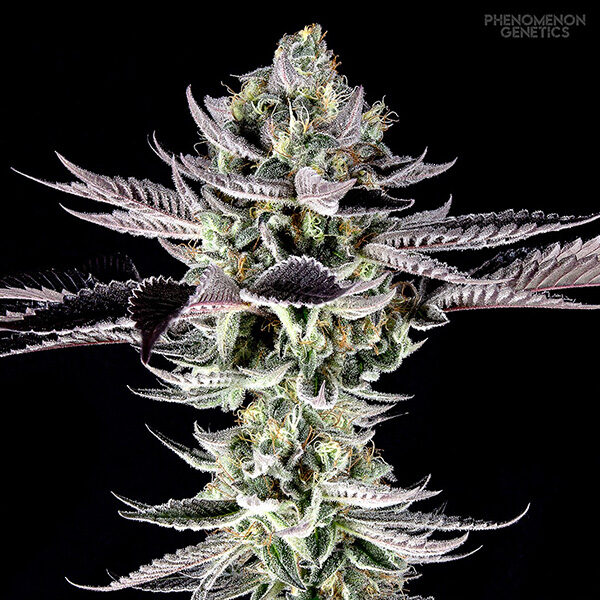 Re Locoz feminizada de Phenomenom Genetics