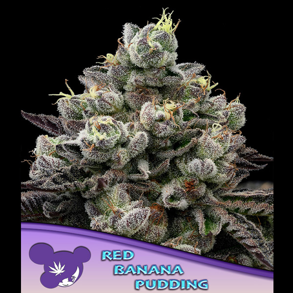 Red Banana Pudding feminizada de Anesia Seeds