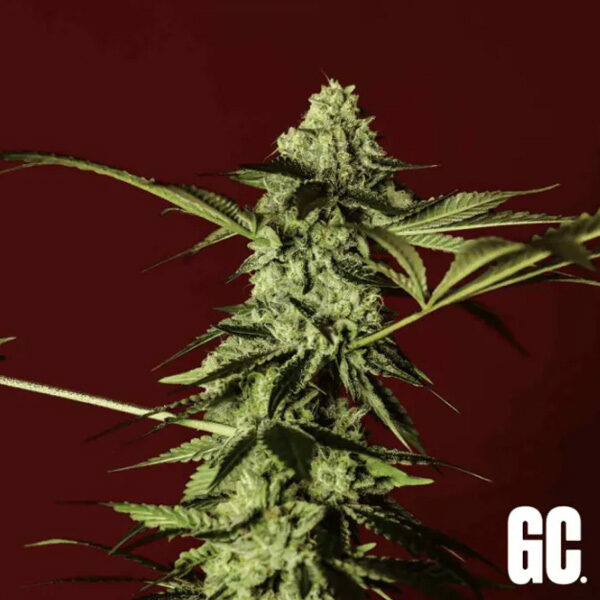 Red Prince feminizada de Grand Cru Genetics