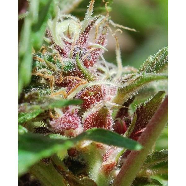 Red Purps feminizada de Female Seeds