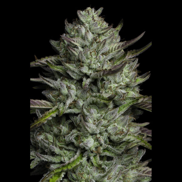 Redemption Indica feminizada de Humboldt Seeds Company