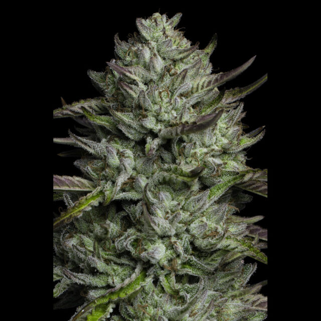 Redemption Indica feminizada de Humboldt Seeds Company