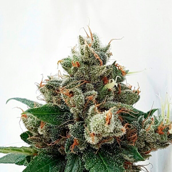 Respect 4 Gorilla feminizada de Expert Seeds