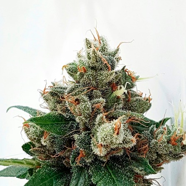Respect 4 Gorilla feminizada de Expert Seeds
