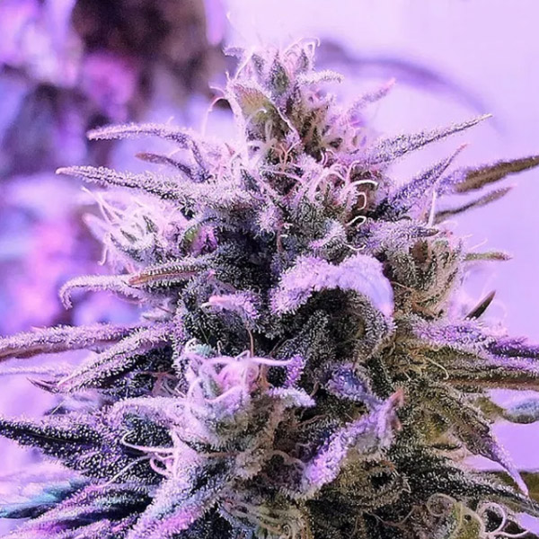 Respeto feminizada de French Touch Seeds