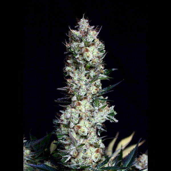 Rittus Haze feminizada de Absolute Cannabis Seeds