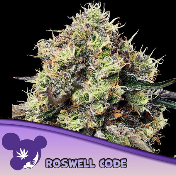 Roswell Code feminizada de Anesia Seeds