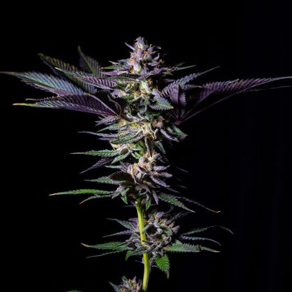 Rotten Rainbow feminizada de Grateful Seeds