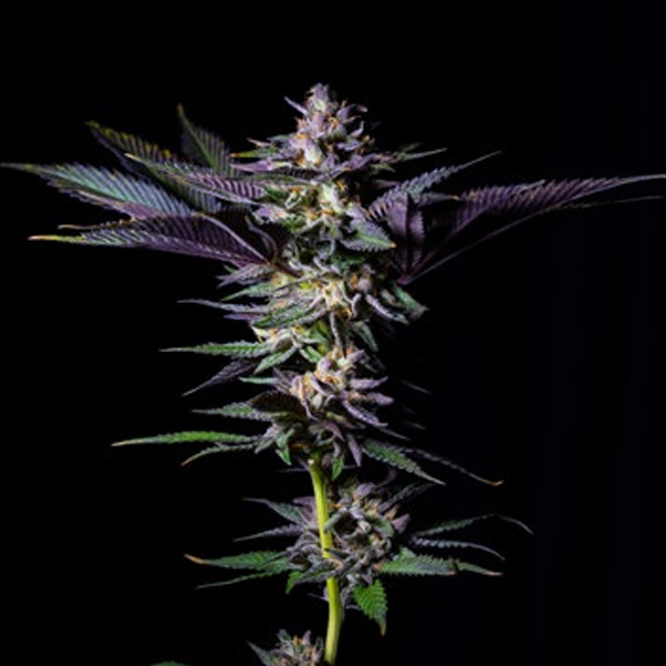Rotten Rainbow feminizada de Grateful Seeds