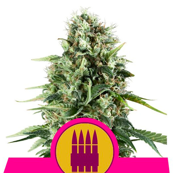 Royal AK feminizada de Royal Queen