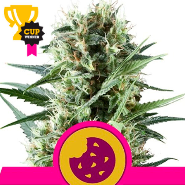 Royal Cookies feminizada de Royal Queen