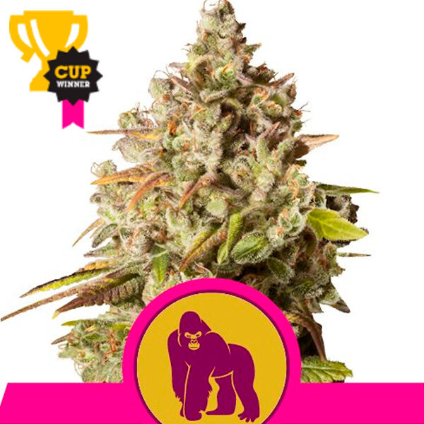 Royal Gorilla feminizada de Royal Queen