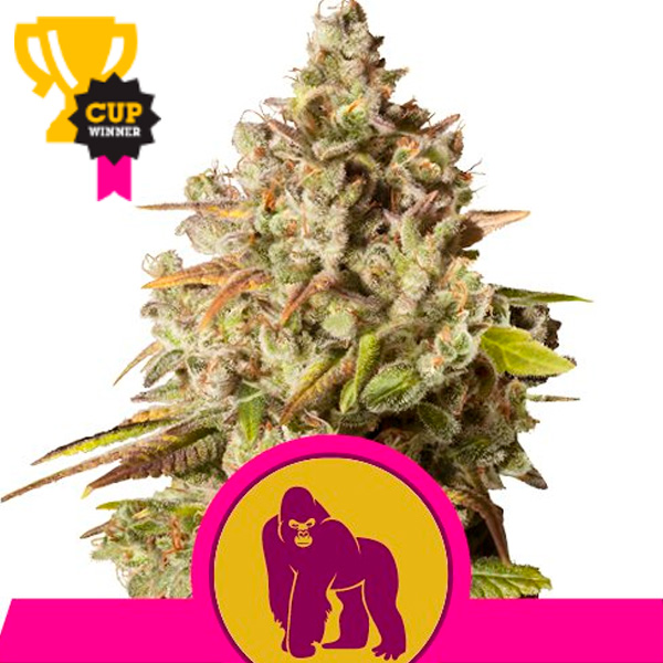 Royal Gorilla feminizada de Royal Queen