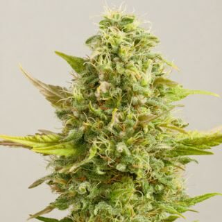 Royal Kush feminizada de G13 Labs