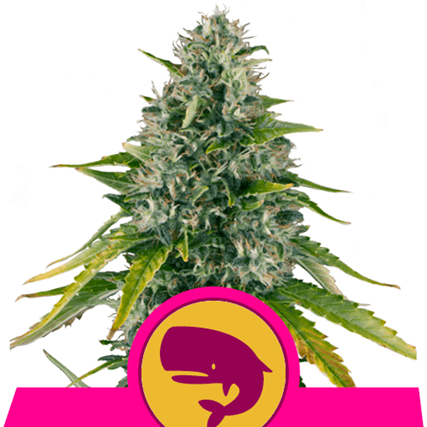 Royal Moby feminizada de Royal Queen