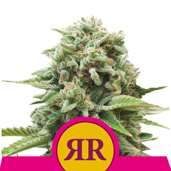 Royal Runtz feminizada de Royal Queen