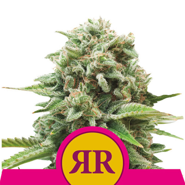 Royal Runtz feminizada de Royal Queen
