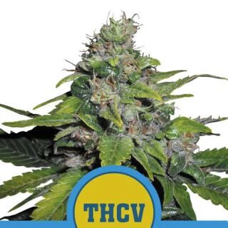 Royal Thcv feminizada de Royal Queen