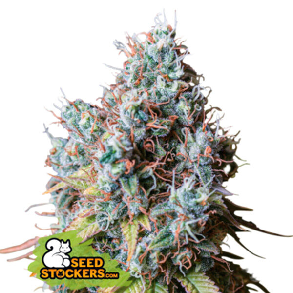 Rucu Cucu OG feminizada de Seedstockers