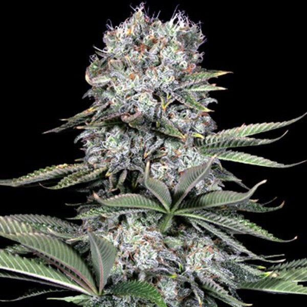 Runtz feminizada de G13 Labs