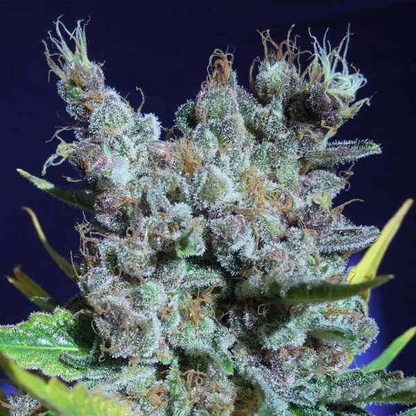 Runtz Gum feminizada de Original Sensible Seeds