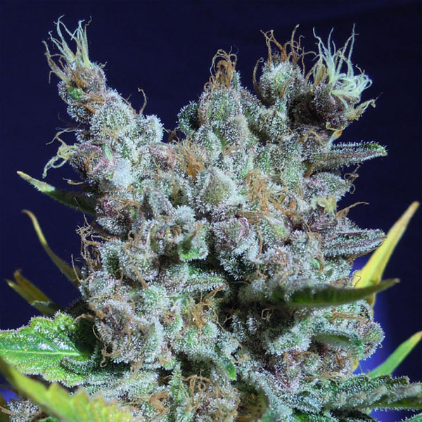 Runtz Gum feminizada de Original Sensible Seeds