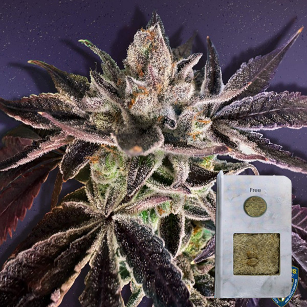 Runtz Mattazz feminizada de T.h. Seeds