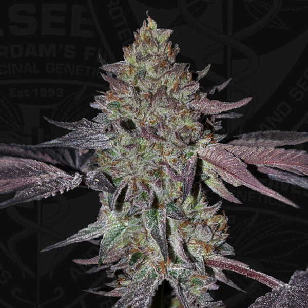 Runtz N´roses feminizada de T.h. Seeds