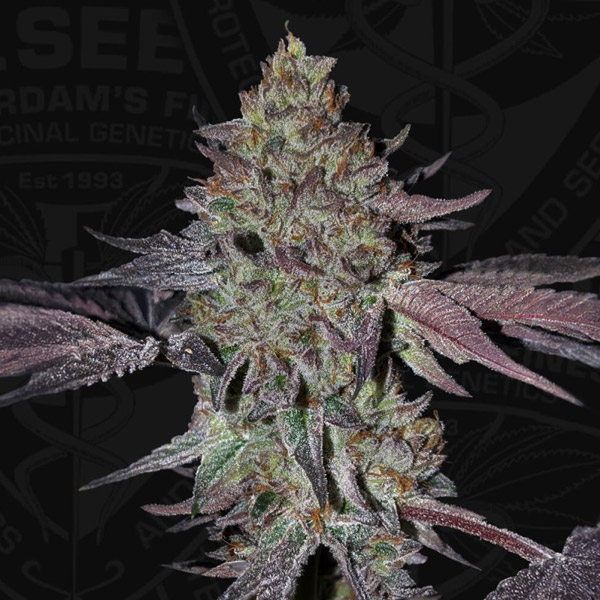 Runtz N´roses feminizada de T.h. Seeds