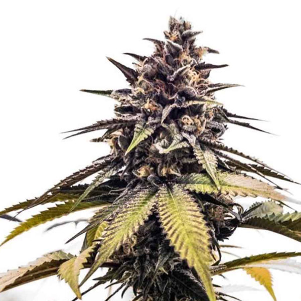 Runtzbert feminizada de Grateful Seeds