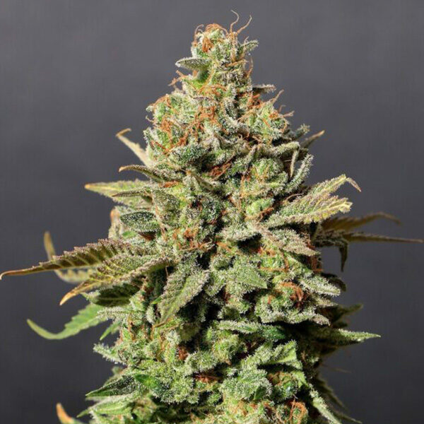 Russian Doll feminizada de Kannabia Seeds