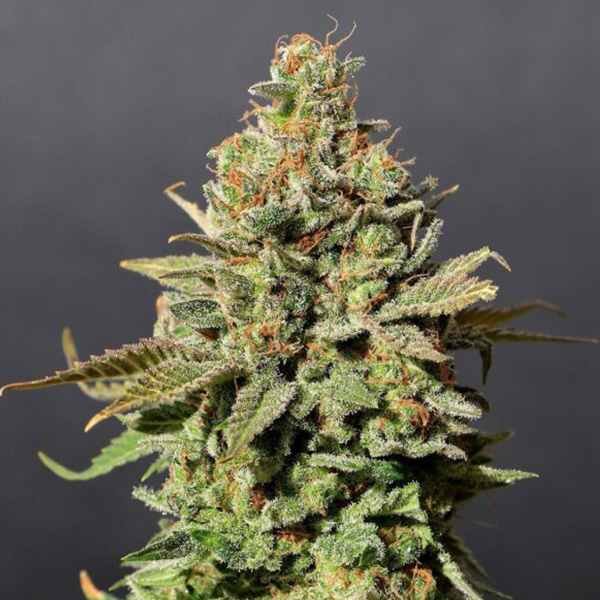 Russian Doll feminizada de Kannabia Seeds
