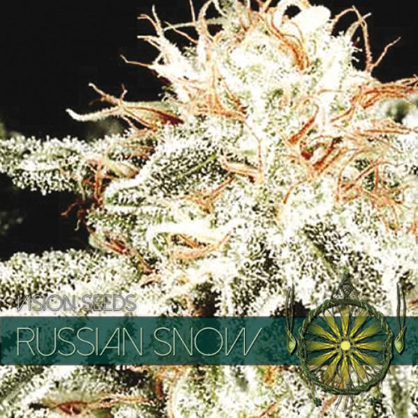 Russian Snow feminizada de Vision Seeds