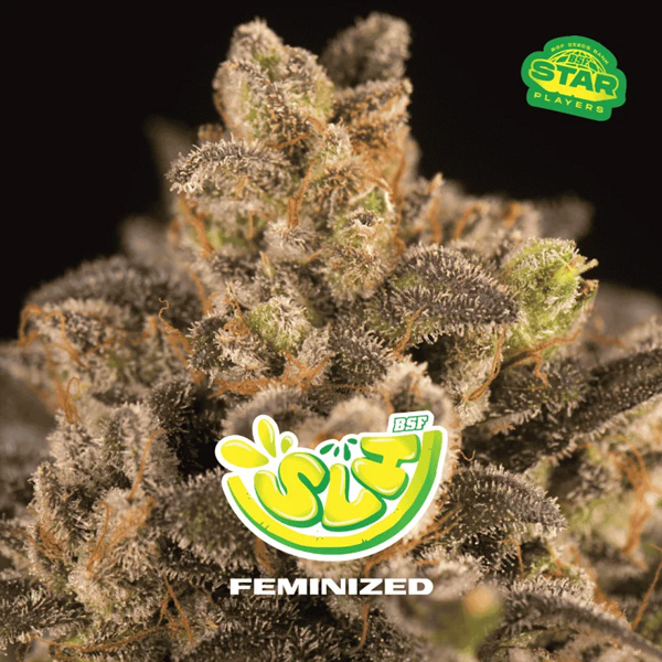 Slh Super Lemon Haze feminizada de Bsf Seeds