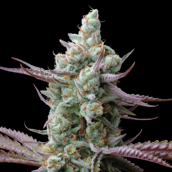 Sagrada Amnesia feminizada de Seedstockers