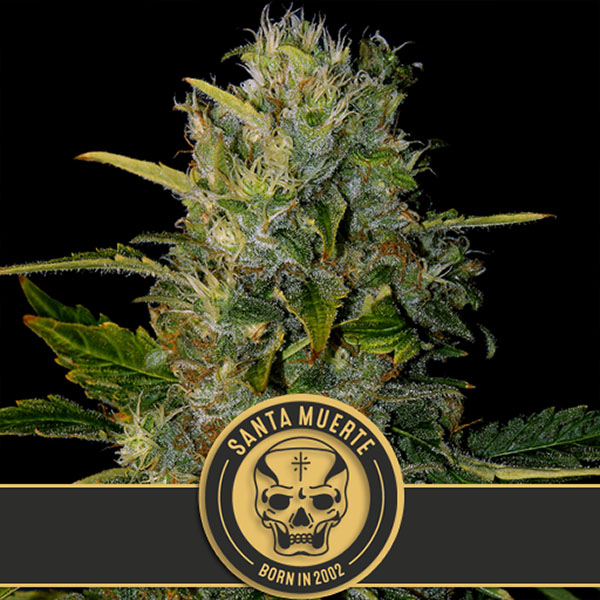 Santa Muerte feminizada de Blimburn Seeds