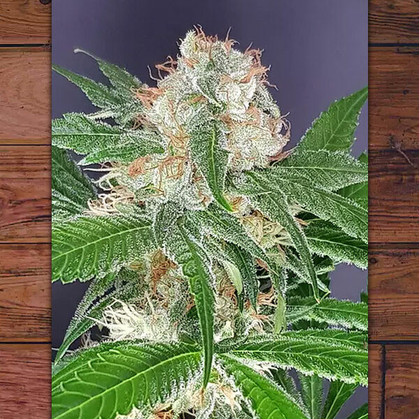 Sat Okh feminizada de The Outlaw Seeds