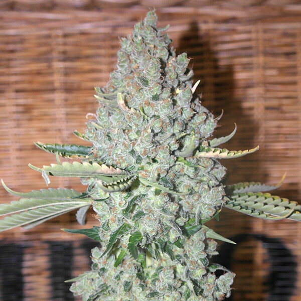 Sativa Des Rois feminizada de French Touch Seeds