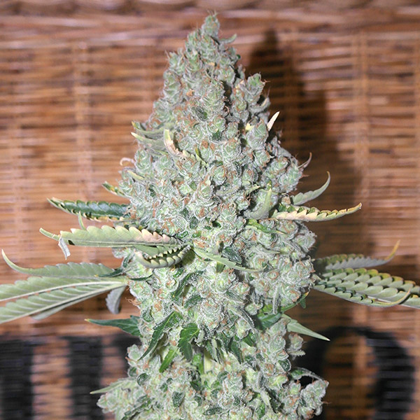Sativa Des Rois feminizada de French Touch Seeds